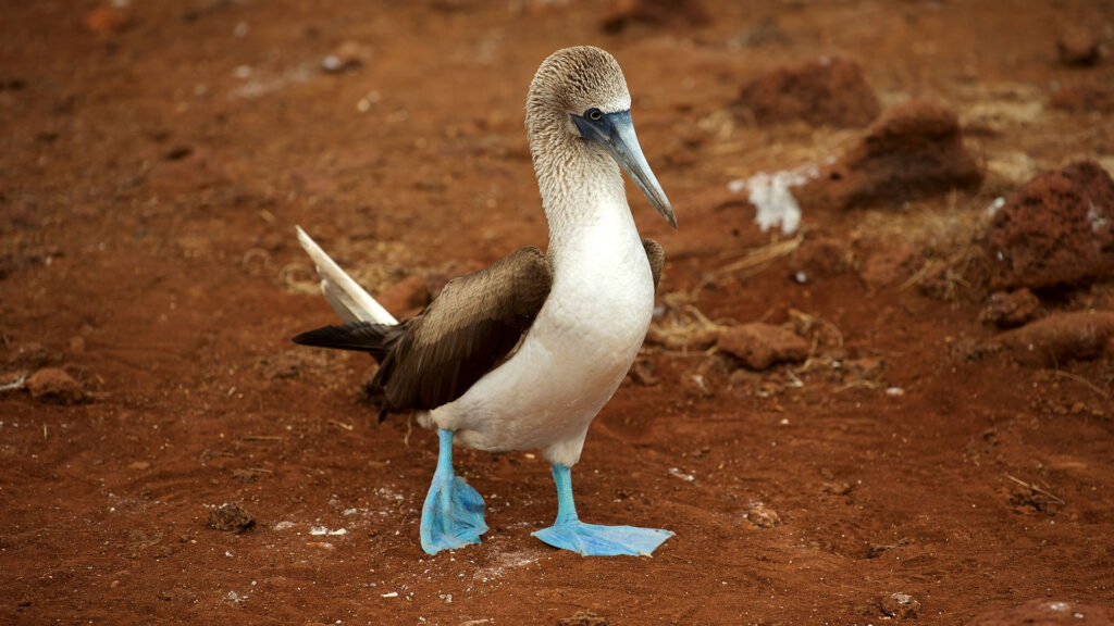 3 - equateur fou au pieds bleu mascotte du club